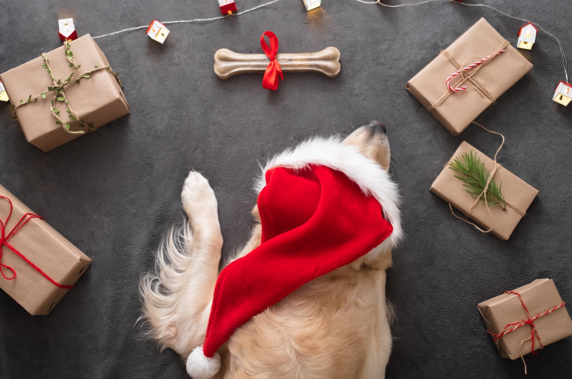 A dog in a santa claus hat is lying around beautiful Christmas gifts.