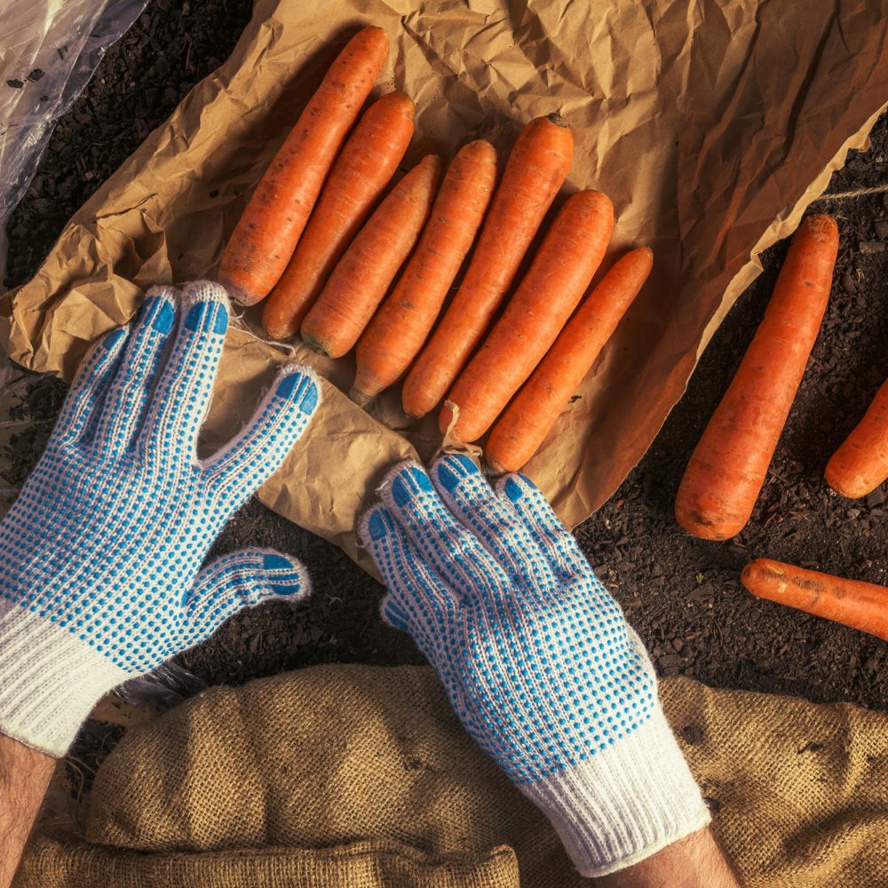 Farmer preparing organic homegrown carrots for farmer's market